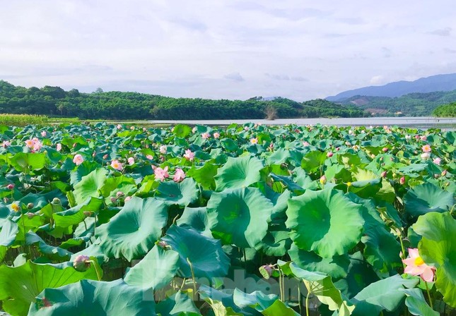 Đoàn viên thanh niên làm điểm check in đẹp như mơ bên đầm sen thơ mộng ảnh 3