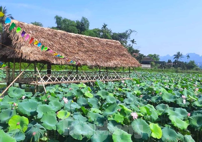 Đoàn viên thanh niên làm điểm check in đẹp như mơ bên đầm sen thơ mộng ảnh 6
