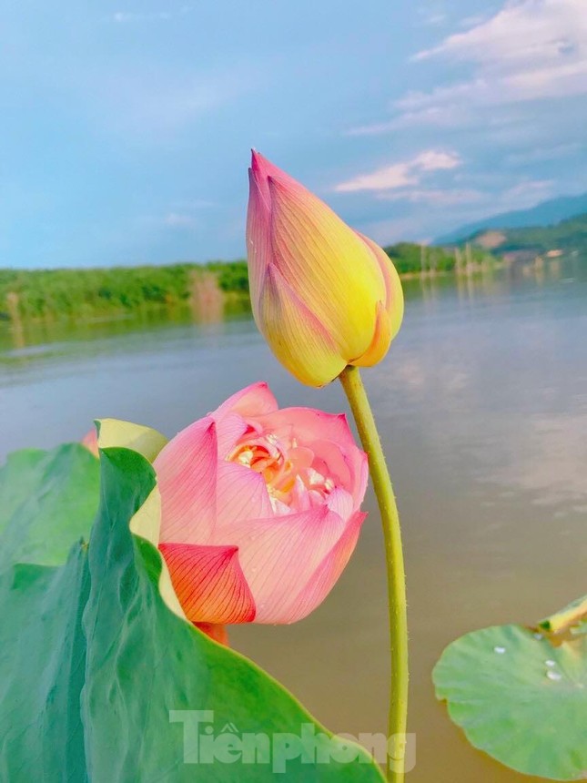 Đoàn viên thanh niên làm điểm check in đẹp như mơ bên đầm sen thơ mộng ảnh 16
