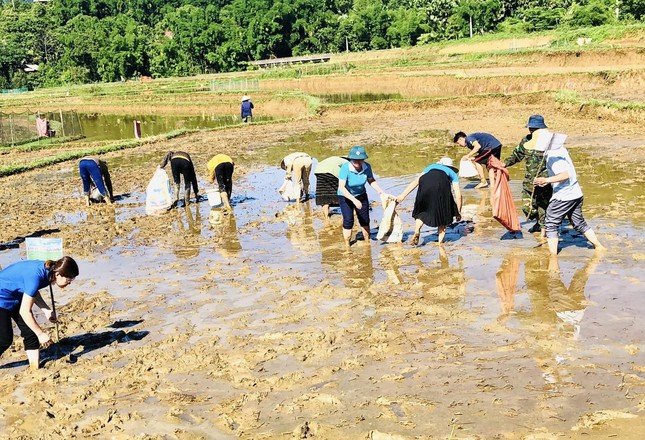 Thanh niên xuống ruộng bắt hơn 1 tấn ốc bươu vàng cứu lúa ảnh 13