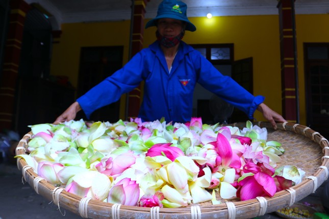 Chàng trai khởi nghiệp với hoa dược liệu, đưa hương sen vươn ra thế giới ảnh 16