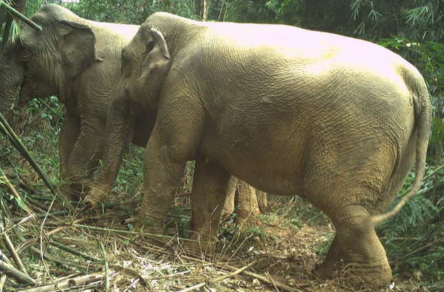 Hai cá thể voi rừng bất ngờ xuất hiện ở Vườn quốc gia Vũ Quang - Ảnh 1.