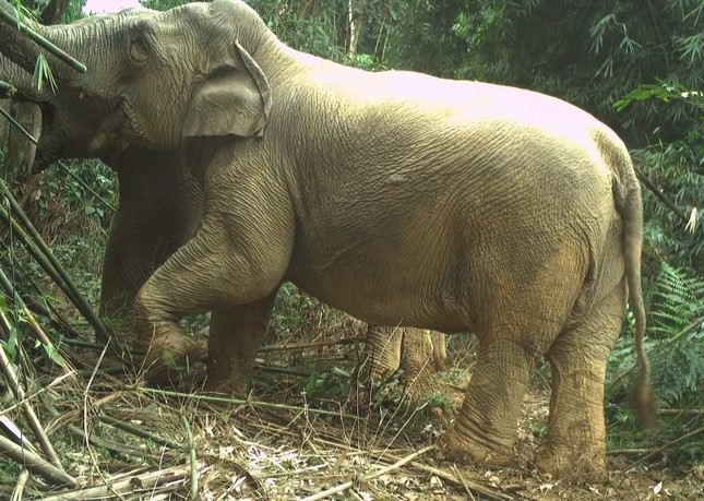 Hai cá thể voi rừng bất ngờ xuất hiện ở Vườn quốc gia Vũ Quang - Ảnh 2.