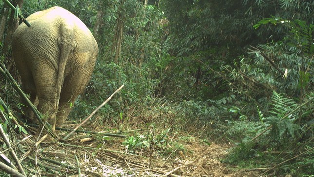 Hai cá thể voi rừng bất ngờ xuất hiện ở Vườn quốc gia Vũ Quang - Ảnh 3.