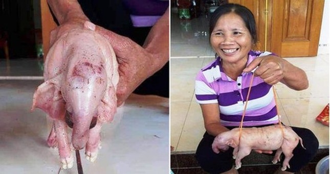 Lợn mẹ 100kg đẻ lợn con có vòi như voi, lông mày như người ảnh 2