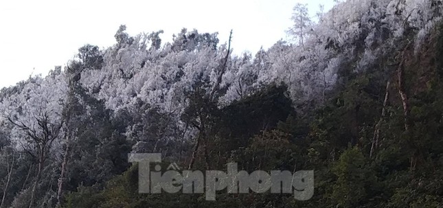 Băng giá phủ trắng xóa rừng cây ngọn cỏ ở miền núi Nghệ An ảnh 1
