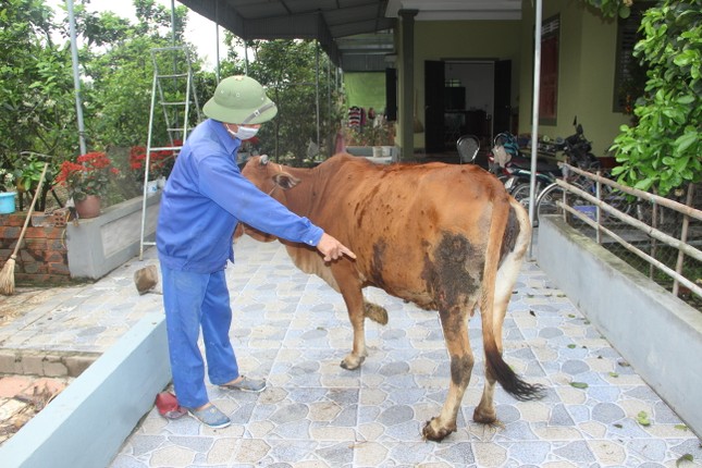 Xuất hiện dịch viêm da nổi cục trên gia súc tại Nghệ An ảnh 1