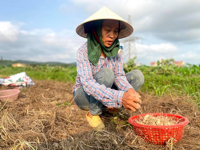 Nghệ An: Giá chạm đáy, hàng trăm hecta hành tăm chịu cảnh 'nằm ruộng' ảnh 2