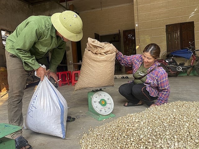Nghệ An: Giá chạm đáy, hàng trăm hecta hành tăm chịu cảnh 'nằm ruộng' ảnh 3