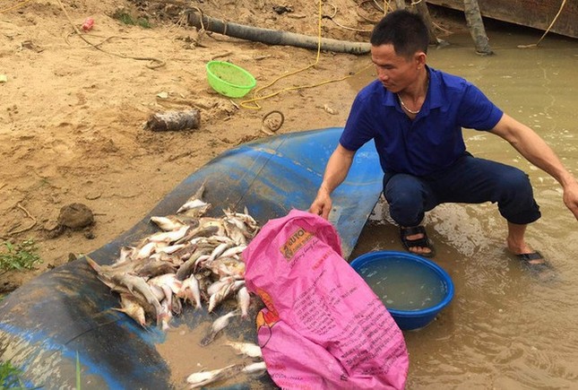 Nguyên nhân ban đầu khiến cá chết trắng xoá bất thường trên sông Con ảnh 1