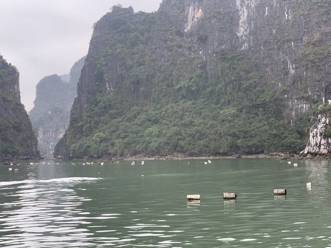 Rác phao xốp tràn lan trên vịnh Hạ Long: Cục Di sản văn hóa yêu cầu báo cáo ảnh 2