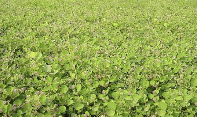 Kinh doanh dược liệu: Hướng đi đầy tiềm năng ảnh 1