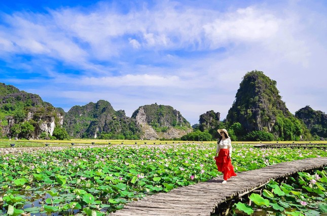 Đầm sen khoe sắc ở Hang Múa, giới trẻ nô nức đến 'check-in' ảnh 1