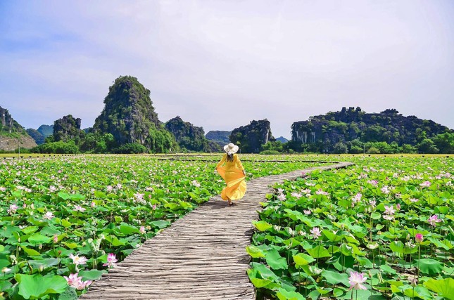 Đầm sen khoe sắc ở Hang Múa, giới trẻ nô nức đến 'check-in' ảnh 2