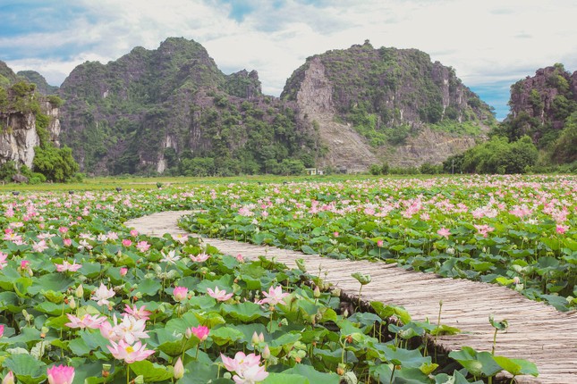 Tiếc hùi hụi vì bỏ lỡ mùa sen, vẫn còn hồ sen này đang nở rộ hút bạn trẻ ảnh 1