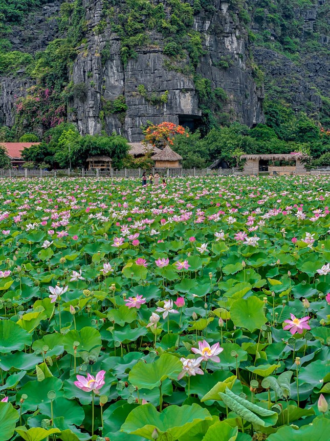 Tiếc hùi hụi vì bỏ lỡ mùa sen, vẫn còn hồ sen này đang nở rộ hút bạn trẻ ảnh 3