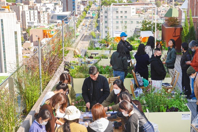 Nơi người trẻ cùng trồng cây tạo không gian xanh giữa lòng thành phố ảnh 2