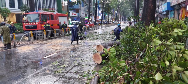 Người chết do cây ngã ở TPHCM, lộ nguyên nhân bất ngờ! ảnh 2