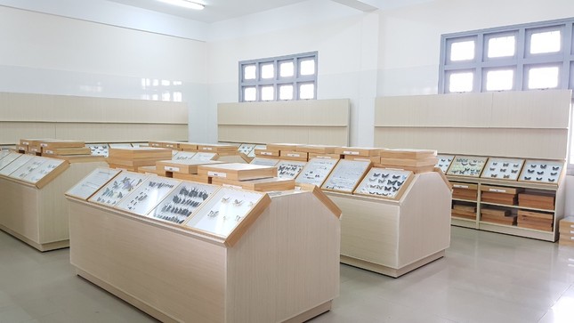 Gặp thầy giáo Hàn Quốc xây dựng bảo tàng Côn trùng tại Việt Nam ảnh 4