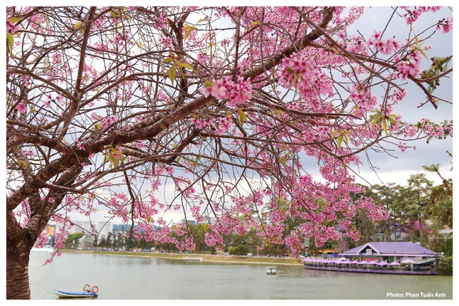 Đà Lạt rực rỡ sắc Xuân qua chùm ảnh hoa mai anh đào nở đẹp mê lòng người ảnh 16
