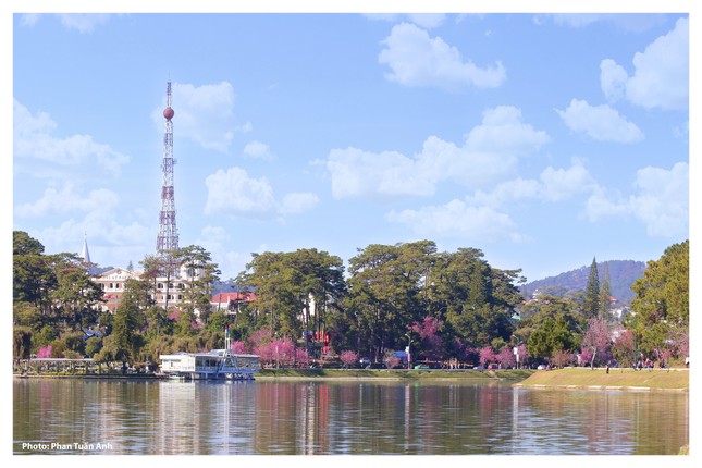 Đà Lạt rực rỡ sắc Xuân qua chùm ảnh hoa mai anh đào nở đẹp mê lòng người ảnh 14
