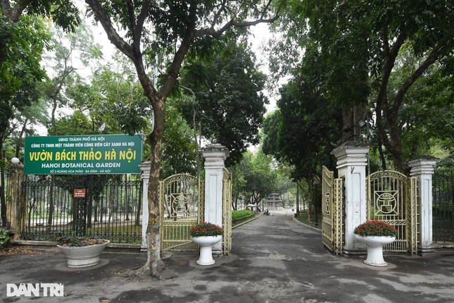 Cây muồng ngủ hơn 100 tuổi ở công viên Bách Thảo chết khô ảnh 1