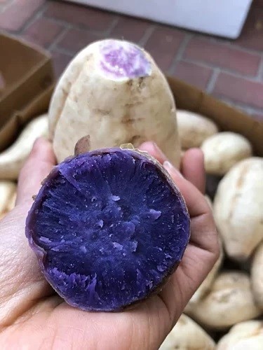 400.000 đồng một kg khoai lang vỏ trắng ruột tím ảnh 2