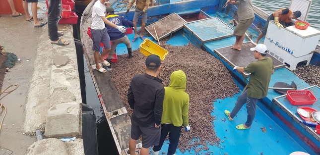 Ngư dân Hà Tĩnh 'trúng mánh', mỗi ngày thu đến 20 triệu từ ốc xoắn, sò nhám ảnh 1