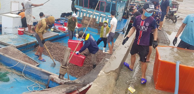 Ngư dân Hà Tĩnh 'trúng mánh', mỗi ngày thu đến 20 triệu từ ốc xoắn, sò nhám ảnh 2
