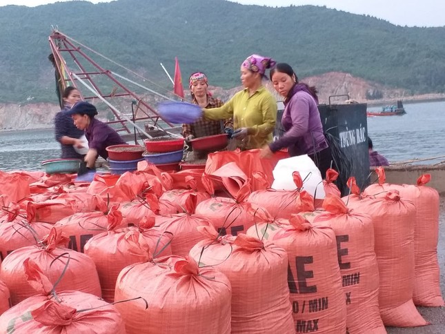 Ngư dân Hà Tĩnh 'trúng mánh', mỗi ngày thu đến 20 triệu từ ốc xoắn, sò nhám ảnh 4