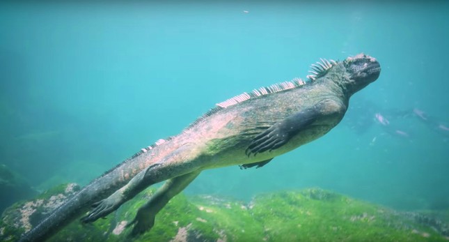 Admira al 'monstruo' Gozilla del mar foto 3