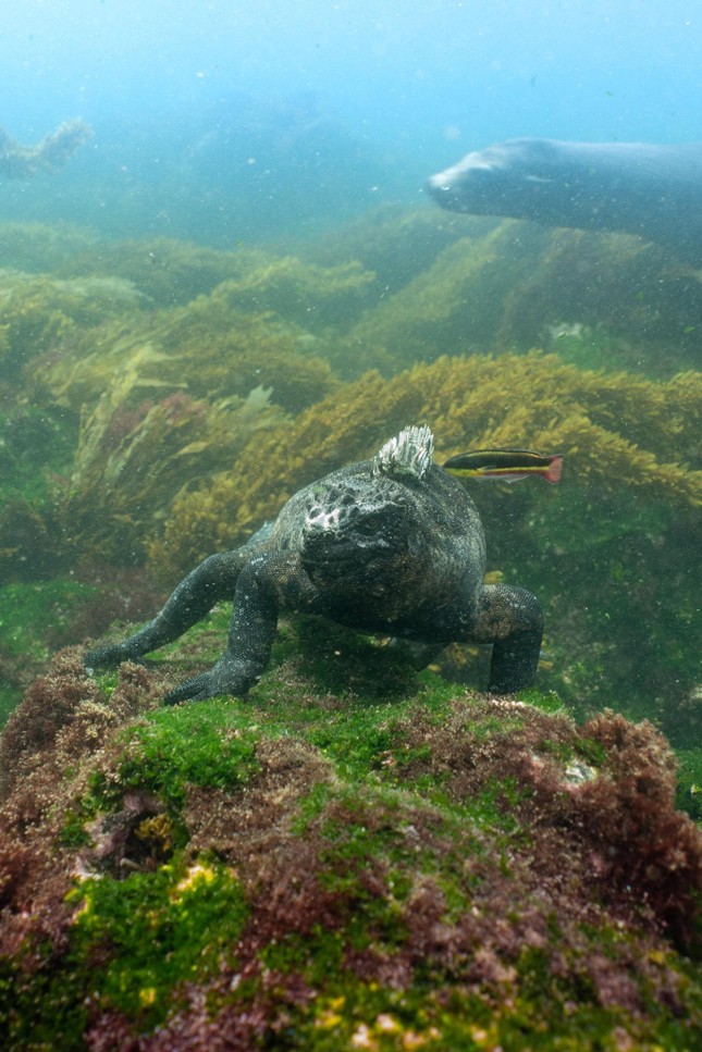 Admira al 'monstruo' Gozilla del mar foto 2