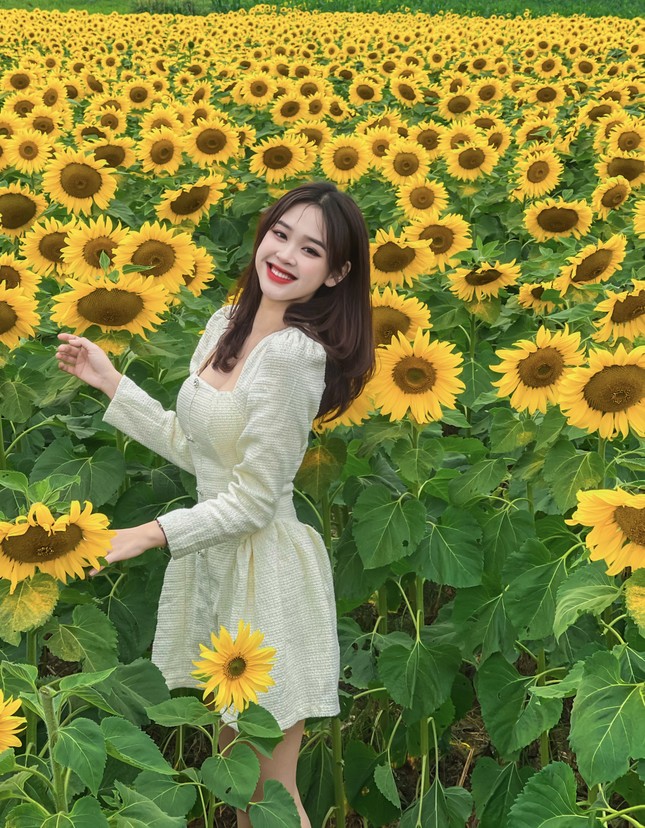 Nữ sinh Đại học Vinh khoe bộ ảnh trên cánh đồng Hoa Hướng Dương rực rỡ ảnh 3