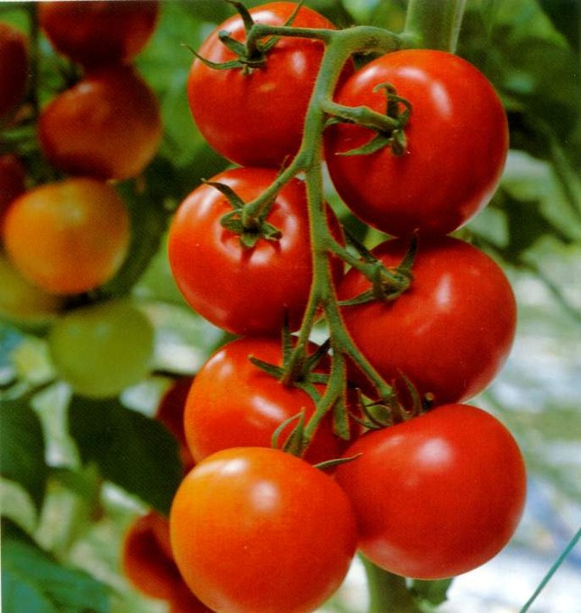 Ngày Tết, lựa chọn thực phẩm thông minh để tốt cho sức khỏe, không “phát tướng” ảnh 2