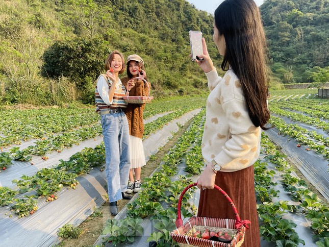 Hết mùa hoa lê, giới trẻ lại đổ xô checkin vườn dâu tây ở Mộc Châu ảnh 5