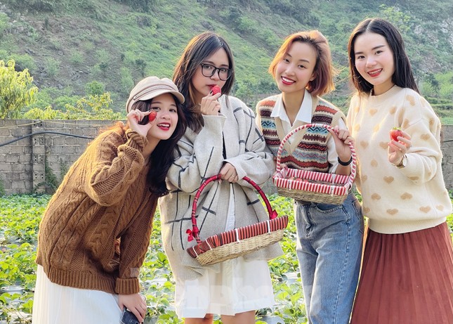 Hết mùa hoa lê, giới trẻ lại đổ xô checkin vườn dâu tây ở Mộc Châu ảnh 2