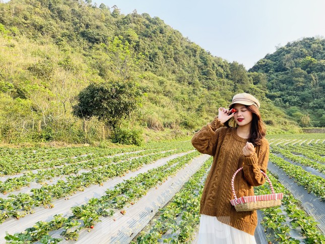 Hết mùa hoa lê, giới trẻ lại đổ xô checkin vườn dâu tây ở Mộc Châu ảnh 4