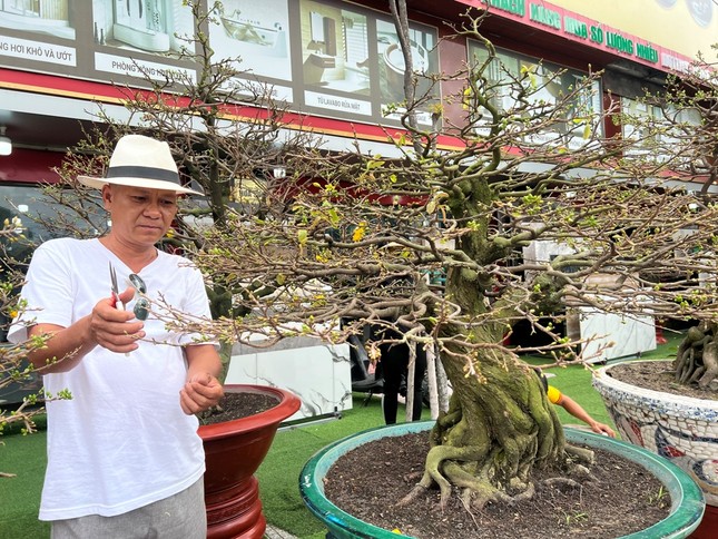 Ngắm mai vàng bonsai cổ thụ hơn 400 triệu đồng ở TPHCM ảnh 1