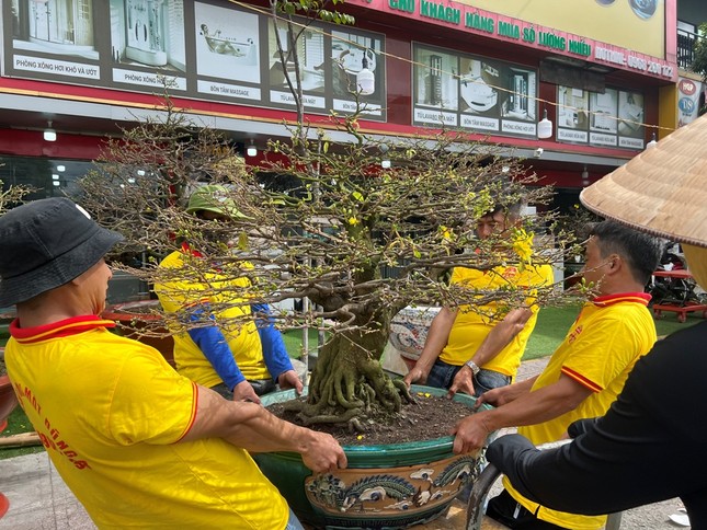 Ngắm mai vàng bonsai cổ thụ hơn 400 triệu đồng ở TPHCM ảnh 4