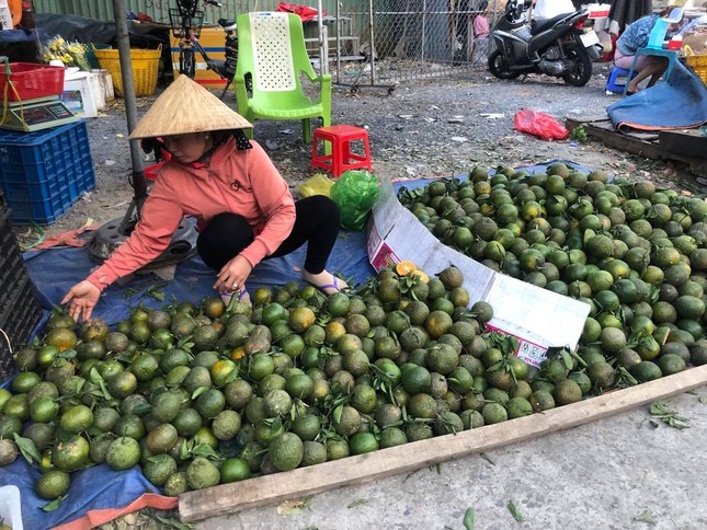 'Chưa bao giờ cam sành rẻ như lúc này' ảnh 6