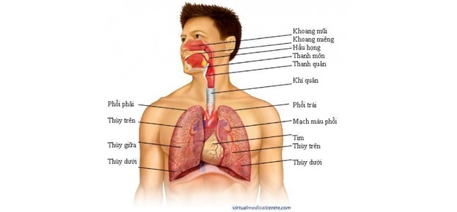 3 vị trí không nên đặt quạt gió để tránh bệnh hô hấp ảnh 2