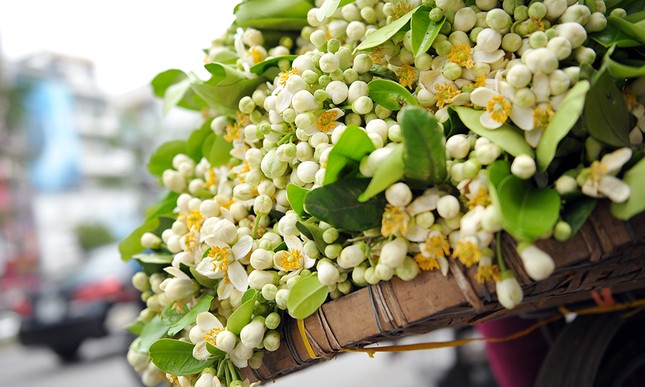 Đường phố Hà Nội ngát hương hoa bưởi ảnh 8