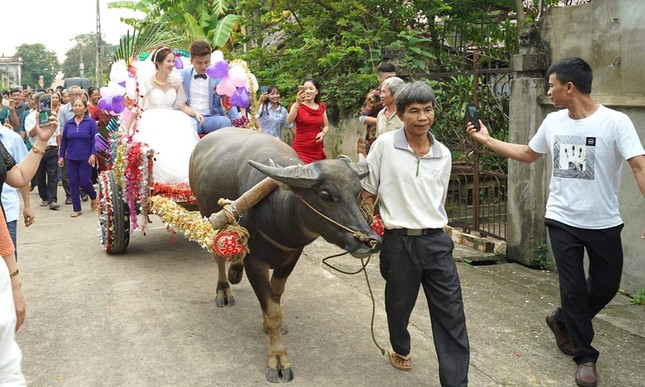 Cặp đôi xứ Thanh rước dâu bằng xe trâu thu hút cộng đồng mạng ảnh 5