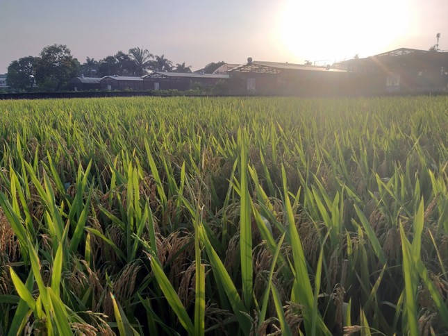 Sinh viên sáng tạo cánh đồng lúa hình bản đồ Việt Nam ảnh 6