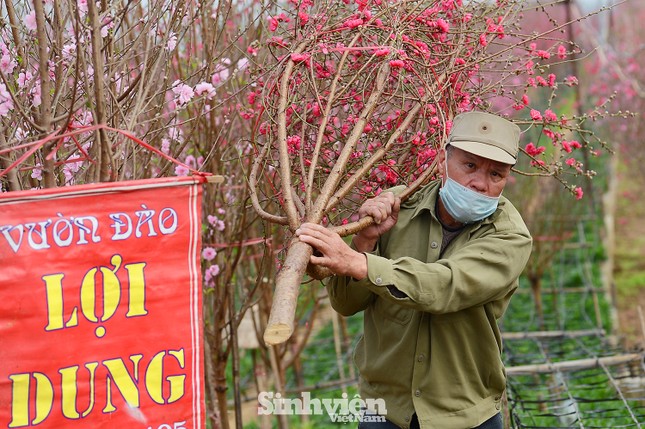 Những cành đào cuối cùng ở Nhật Tân xuống phố cận Tết Tân Sửu ảnh 7