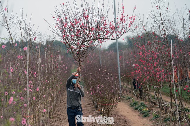 Những cành đào cuối cùng ở Nhật Tân xuống phố cận Tết Tân Sửu ảnh 12