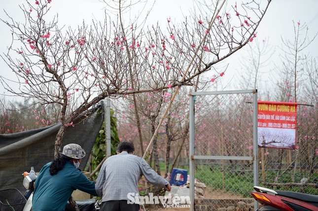 Những cành đào cuối cùng ở Nhật Tân xuống phố cận Tết Tân Sửu ảnh 5