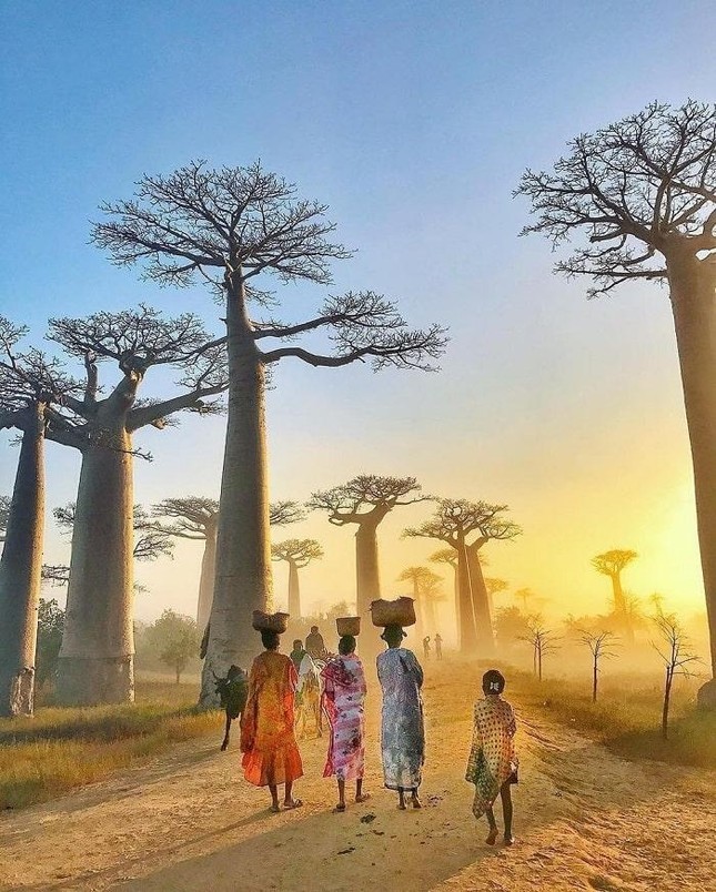 Loài cây độc đáo ở Madagascar?