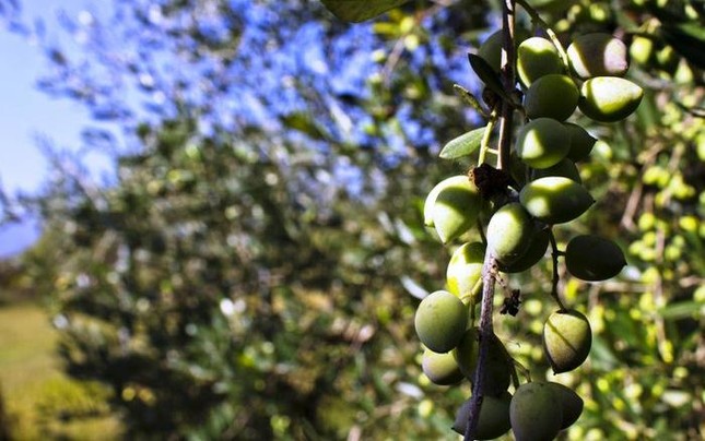 Hy Lạp là quốc gia sản xuất olive lớn thứ mấy trên thế giới?