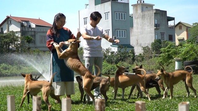 Nữ dược sĩ sở hữu 3 ‘khuyển vương’ Phú Quốc giá trị tiền tỉ ở Hà Nội ảnh 1